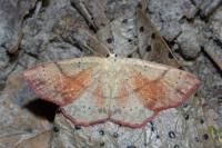 Cyclophora punctaria