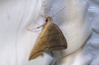 Herminia grisealis