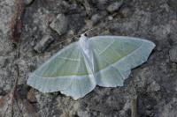 Campaea margaritaria