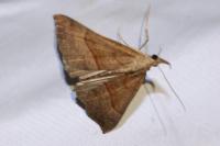 Hypena proboscidalis