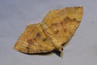 Camptogramma bilineata