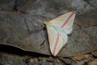 Rhodometra sacraria