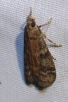 Ephestia elutella/woodiella