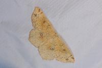 Cyclophora porata