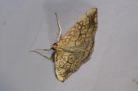Evergestis pallidata