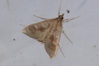 Mecyna asinalis