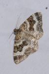 Epirrhoe alternata