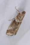 Acrobasis consociella