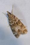 Eudonia mercurella