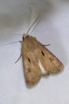 Agrotis exclamationis