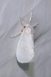 Sphrageidus similis