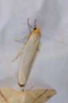 Eilema caniola