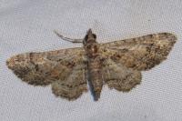 Gymnoscelis rufifasciata