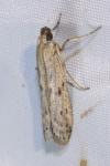 Phycitodes