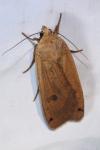 Noctua pronuba