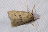 Apaidia mesogona