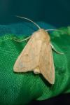 Mythimna vitellina