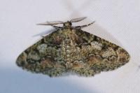 Cleorodes lichenaria