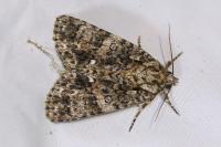 Acronicta rumicis