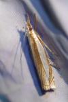 Crambus pascuella