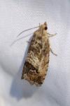 Cydia splendana