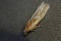 Eucosma cana