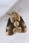 Thyatira batis