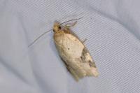Acleris ferrugana/notana