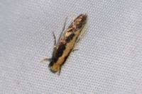 Monopis obviella