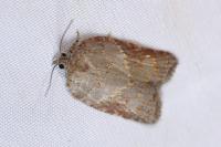 Acleris sparsana
