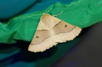 Crocallis elinguaria