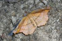 Apeira syringaria