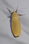 Wittia sororcula