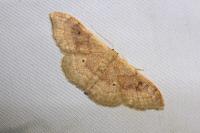 Idaea degeneraria