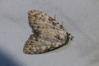 Meganola strigula