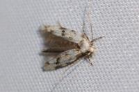 Stenolechia gemmella