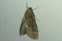 Parapoynx stratiotata