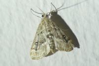 Parapoynx stratiotata