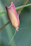 Oncocera semirubella