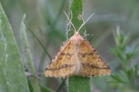 Aspitates ochrearia