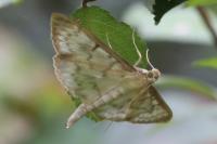 Patania ruralis