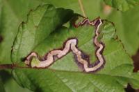 Stigmella