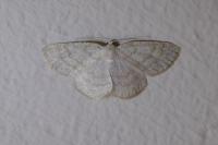 Cabera exanthemata