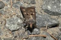Agrotis trux