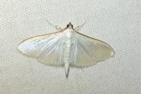 Palpita vitrealis