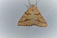 Aspitates ochrearia