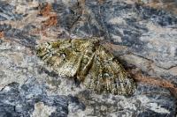 Cleorodes lichenaria