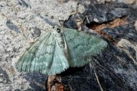 Pseudoterpna pruinata