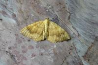 Camptogramma bilineata
