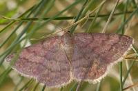 Scopula rubiginata